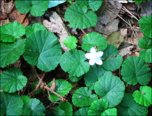 Adirondack Wildflowers: False Violet in bloom at the Paul Smiths VIC (22 July 2011)